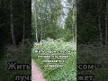 #природа #лето #лес #отдых #прогулка #кайф #атмосфера