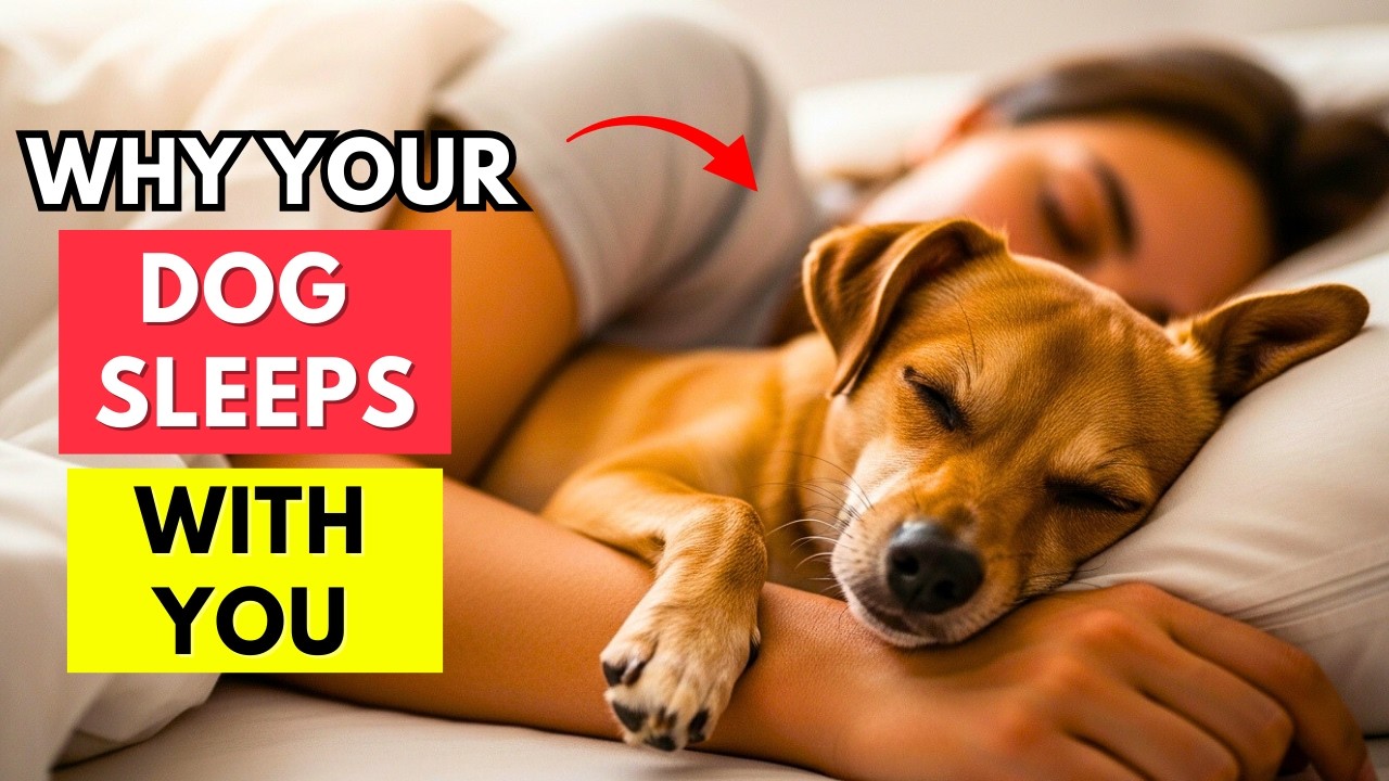 If Your dog Sleeps With You, They’re Trying to Tell You This!