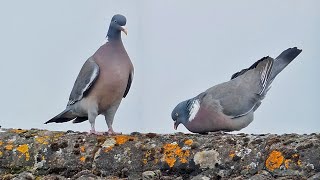 Wood Pigeon Courtship | Hopping, Bowing and Preening