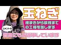 玉ねぎ育て方、種まきから収穫までにやることを解説しています【玉ねぎ】【育苗】【トウ立ち】【土作り】【肥料】【腐りにくい玉ねぎ】