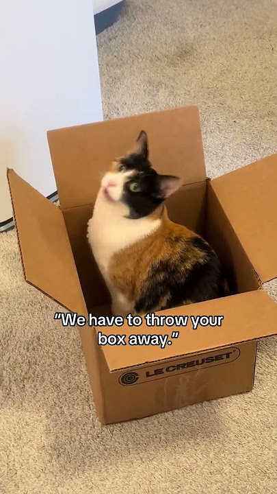 @ellisthecat: She hates when it’s recycling day. #cat  #catlover #kitty