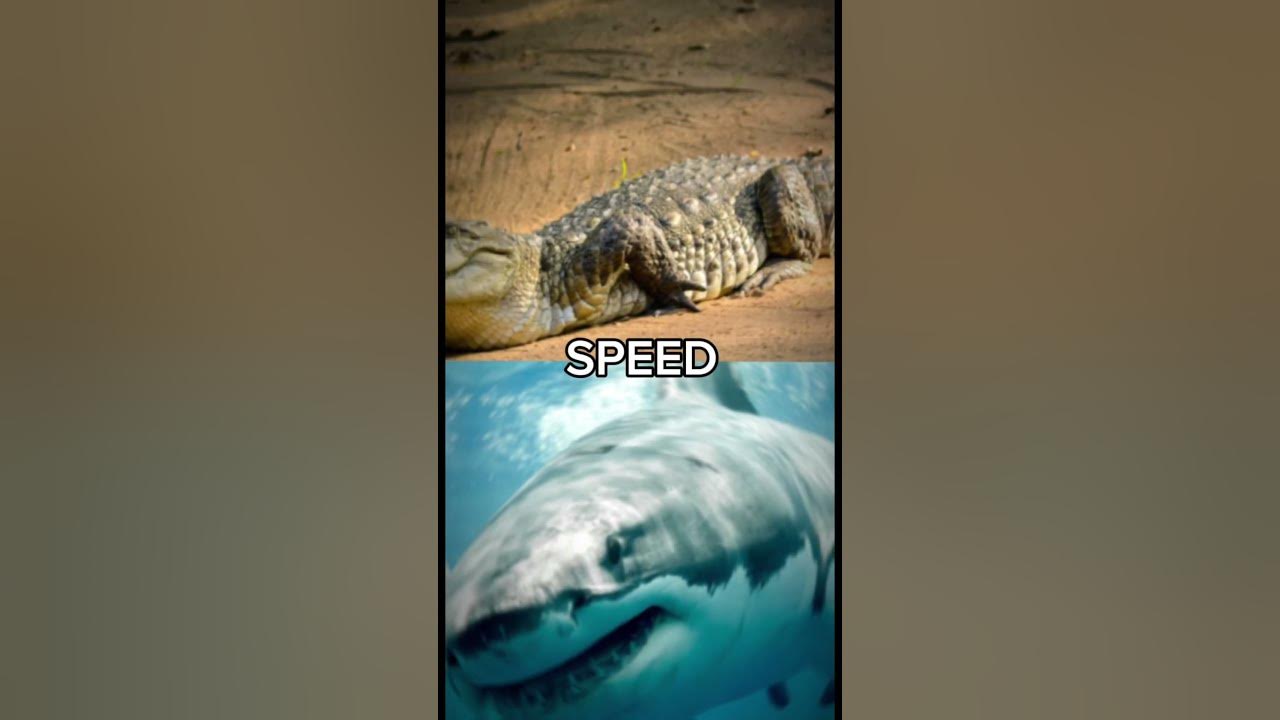 Animal fights 2: Saltwater Crocodile VS Great White Shark - YouTube