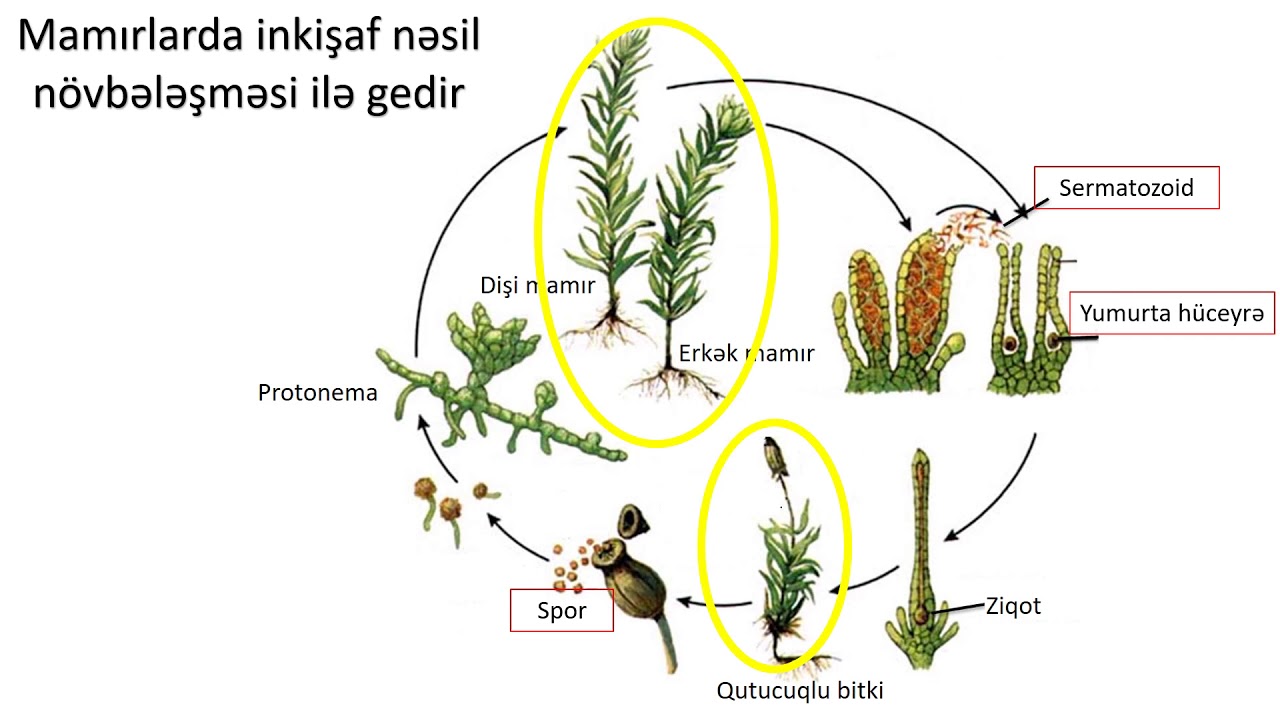 Biologiya 7-ci sinif 9. Mamırların çoxalması və əhəmiyyəti