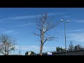 Winters tafereel midden in de zomer: Bomen aan de Horvathweg in nood en zonder bladeren