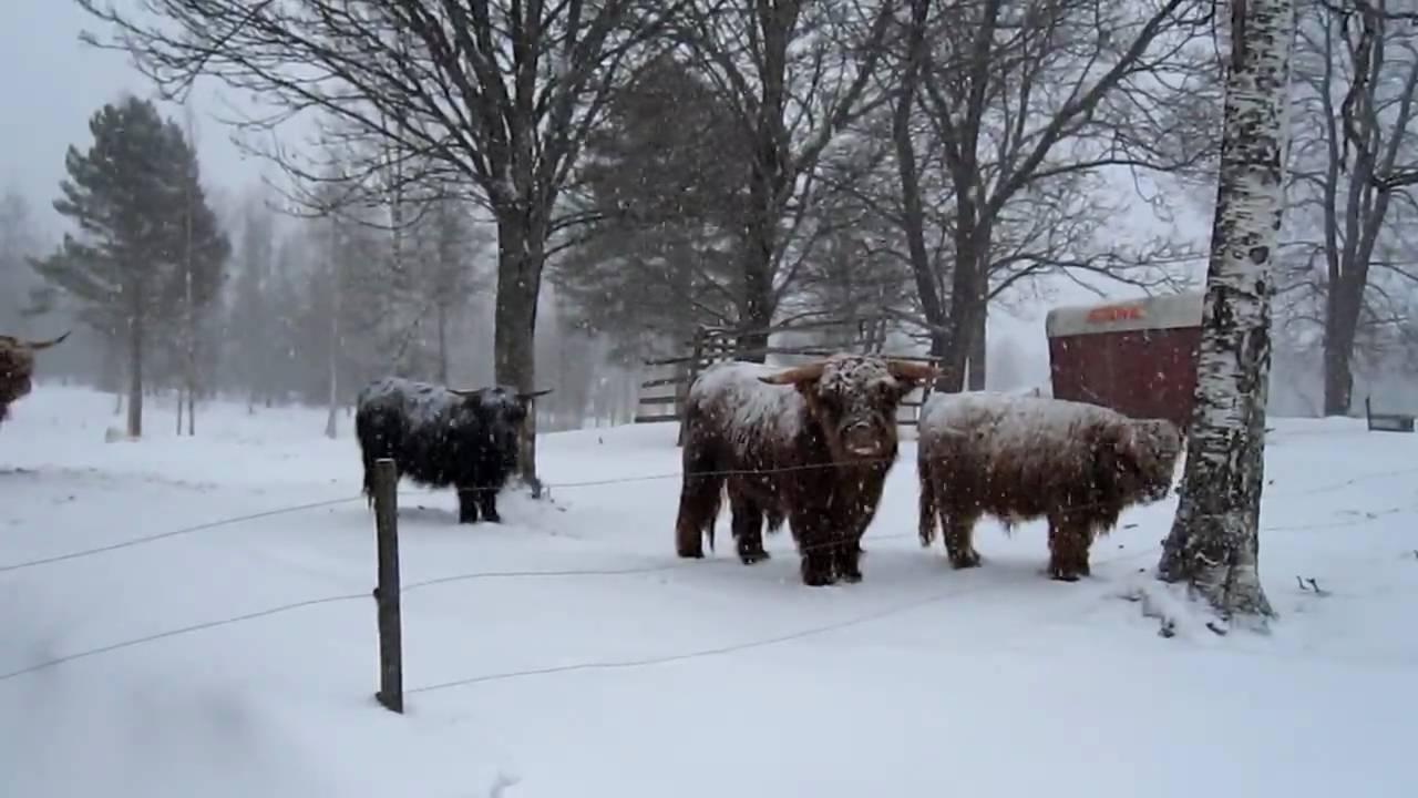 Highland Cattle IN Winter 2010 Mars 20 -21.mov