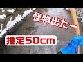 怪物出現!!!ニジマスだらけの水路で超巨大魚が出た!!!【ガサガサ】