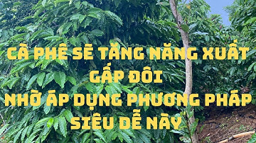 Cà phê sẽ tăng năng suất gấp đôi nhờ phương pháp siêu đơn giản này. #caphe #kythuatchamsoccaphe 