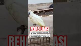 Rehabilitasi Kakatua Kecil Jambul Kuning Masakambing sumenep konservasi satwa masalembu bksda