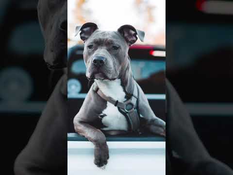 Pitbull breed HD wallpaper