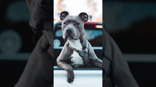 Pitbull breed HD wallpaper
