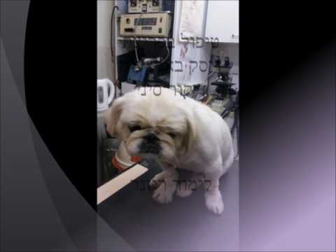 וִידֵאוֹ: טיפול בציסטות אוראליות אצל כלבים