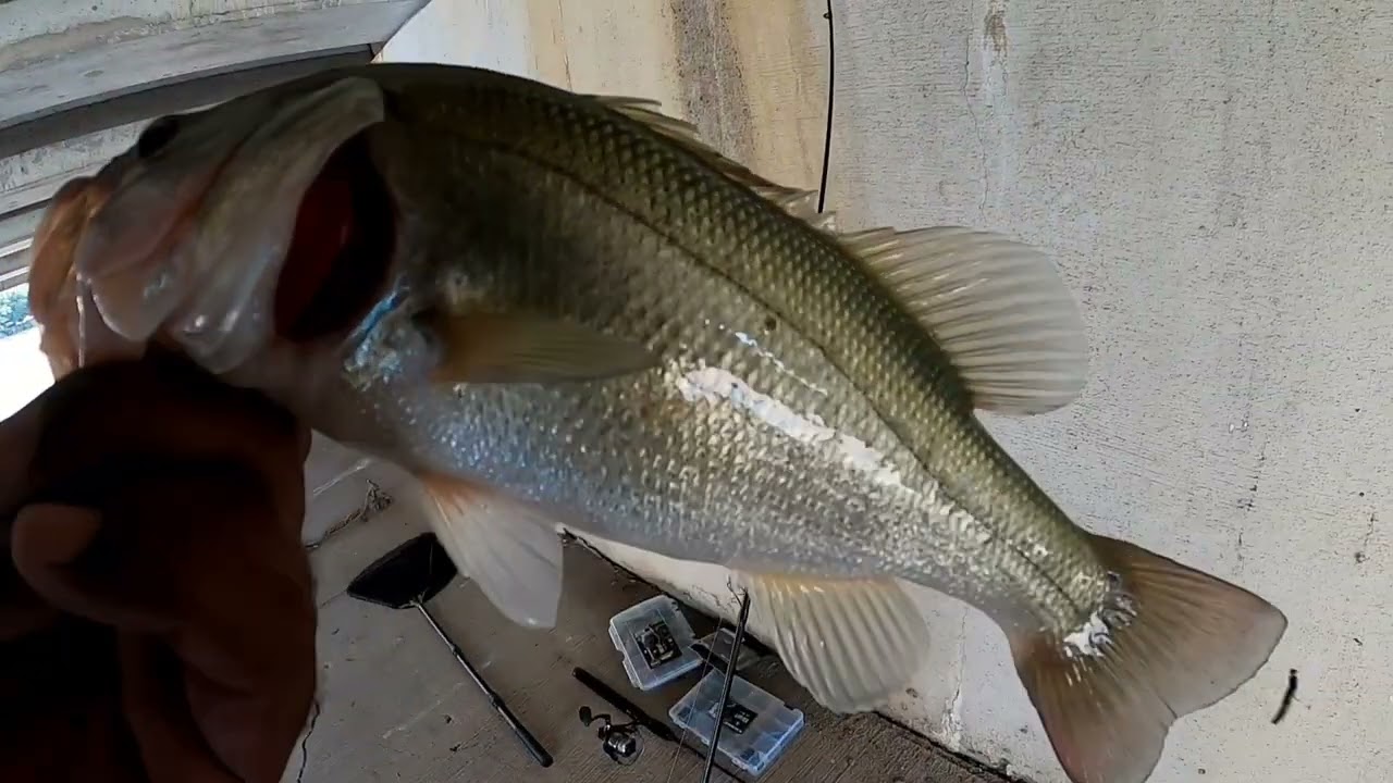Bass Fishing The Irving Canals On Many Different Lures. #fishing