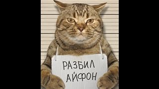 Смешные КОТЫ Лучшие приколы / Funny cats compilation Подборка #9 - Thug Life