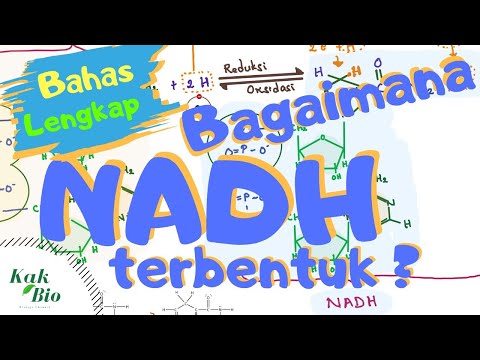 Video: Selama rantai pernapasan nadh dioksidasi oleh?