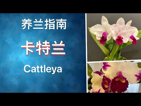 （新手入门）养兰指南【卡特兰】Cattleya，兰花养护汇总// 静姐说花800 -1