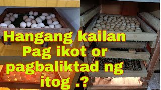 PAANO BALIKTARIN OR IKOTIN ANG ITLOG AT HANGANG KAILAN?.