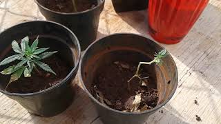 Loyal2dasoil #clone update part 2