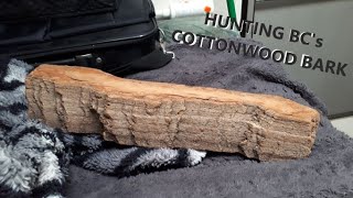 HUNTING BC's HUGE COTTONWOOD BARK FOR WOOD CARVING | COTTONWOOD BARK OF WESTERN CANADA |