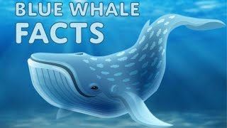 Blue Whale Facts And Information For Kids