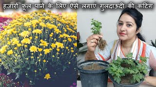 My Secret to get Thousands of Flowers on Chrysanthemum | How to Grow Chrysanthemum from Cutting