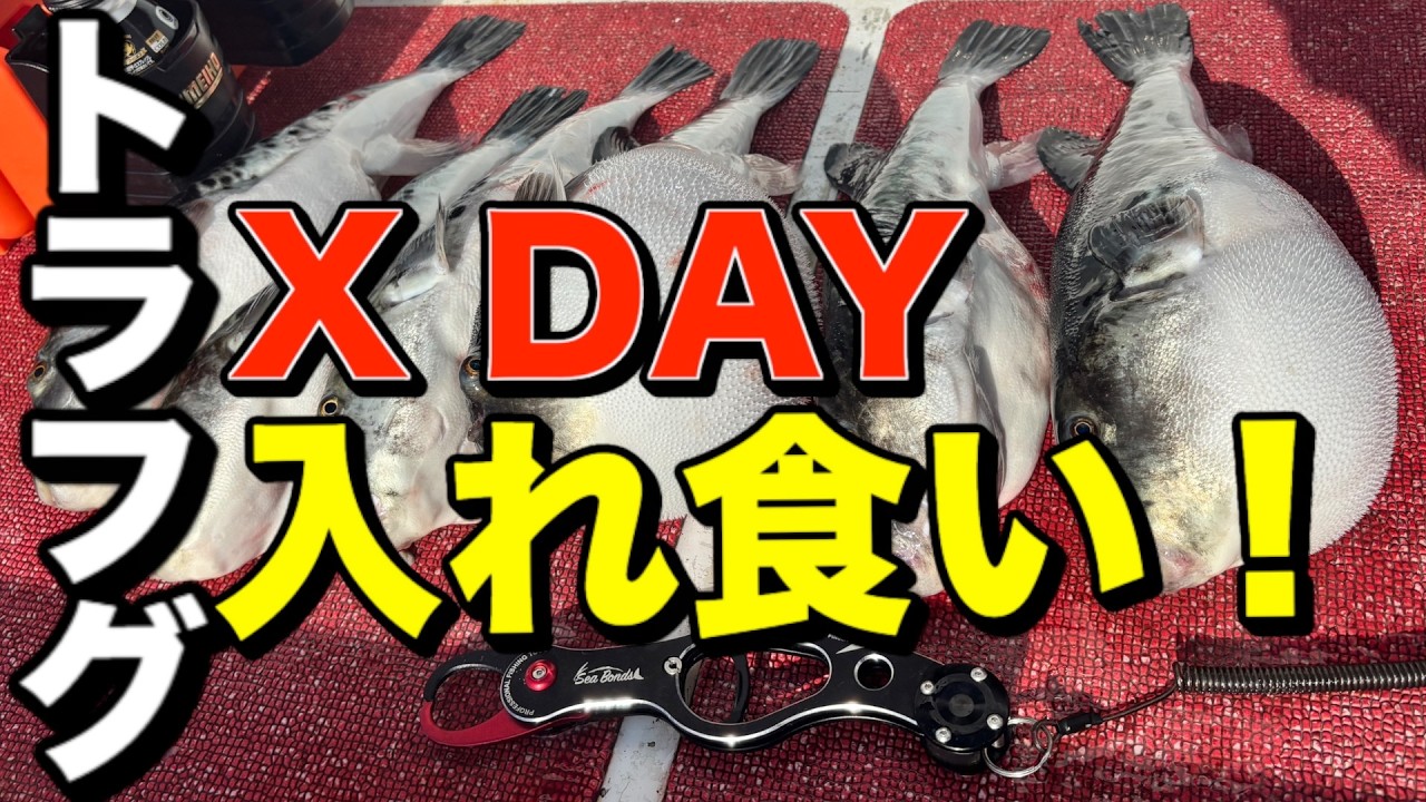 【トラフグ】三重県国崎でXDAY！入れ食いトラフグ祭り