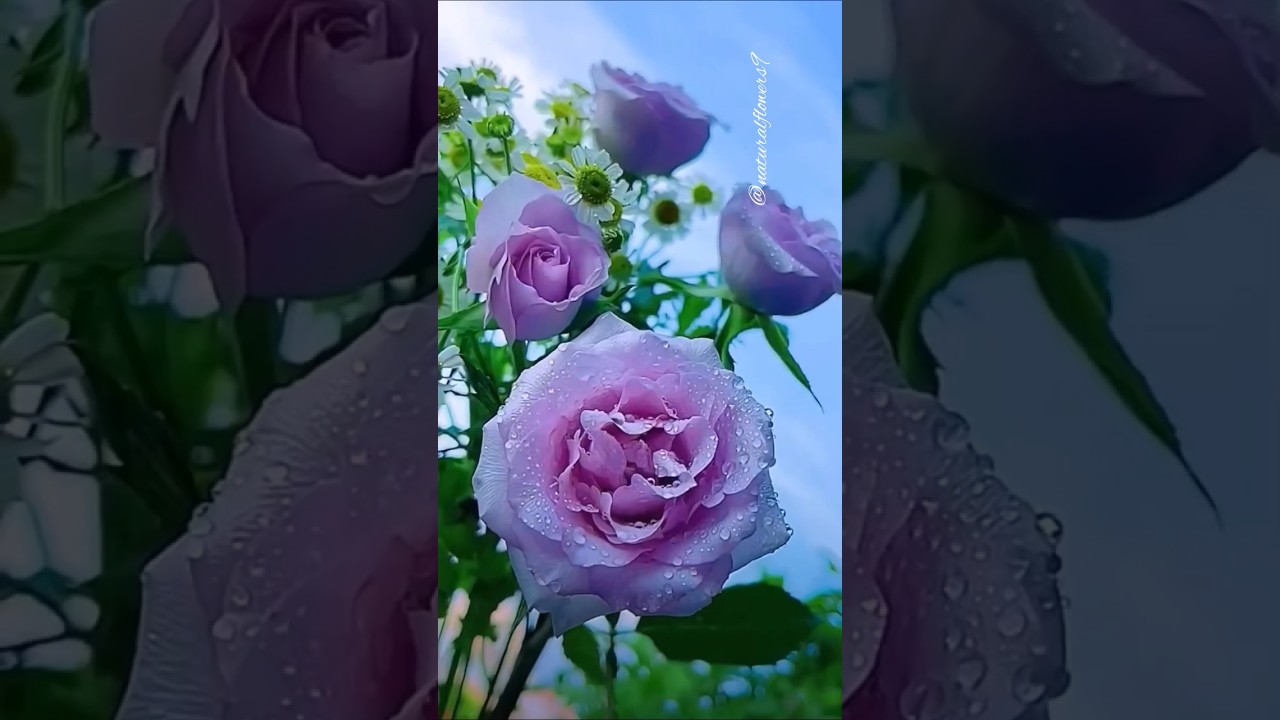 Pure Natural Rose Beauty  Calm & Relaxing Flower Video