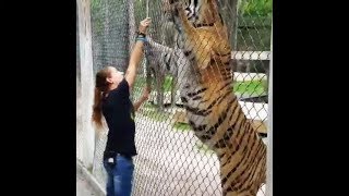 Siberian Tiger | The Largest Cat in the World | Compilation #1 by Campers Mongolia Монгол Аялагчид 571,201 views 4 years ago 8 minutes, 58 seconds