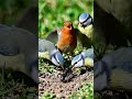 Birds & Ant 🥰 #funnyvideo #ai # shorts # ant # birds