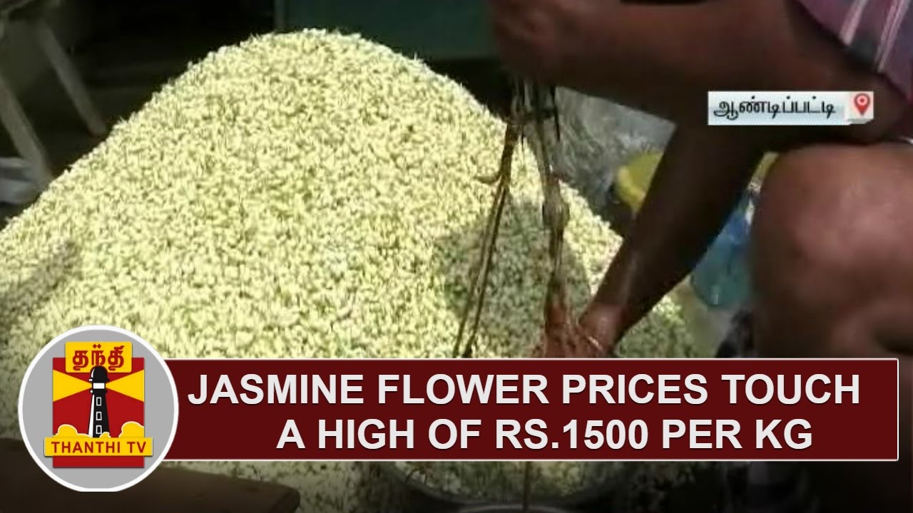 Jasmine Flower Prices Touch a high of Rs 1,500 per KG Thanthi TV