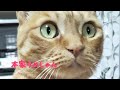 【本家】おしゃべりペット うめしゃん　うめしゃんまた明日子守せなあかんねん🙀