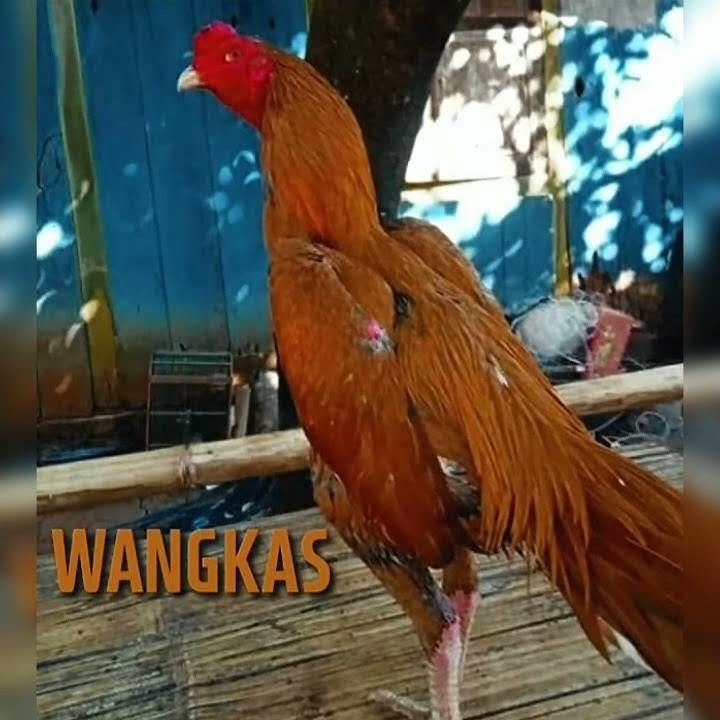 macam macam warna ayam bangkok || petarung || hias