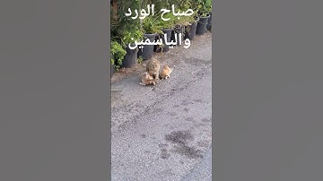 صباح الخير #اذكار_الصباح#دعاء#قرآن#اذكار#سورة_البقرة#فلسطين#غزة#سهم#خانيونس#الاردن#سياحة#صيانة#مصر