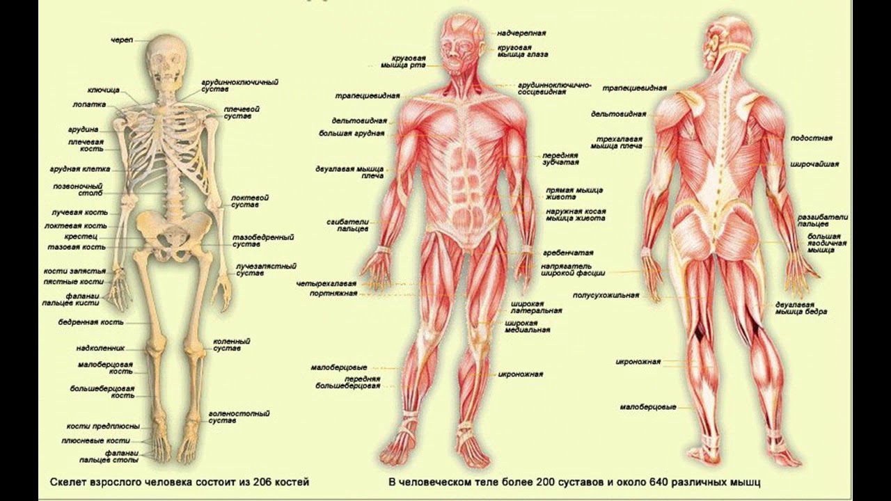 Строение скелет мышцы. Опорно двигательный аппарат строение скелета. Опорно двигательная система кости человека анатомия. Костно-мышечная система строение. Опорно-двигательная система человека состоит из скелета и мышц.