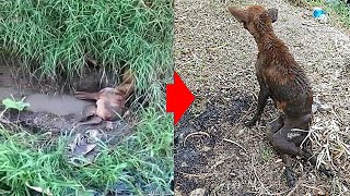Rescue of Paralyzed Dog Dying Alone in Sewage