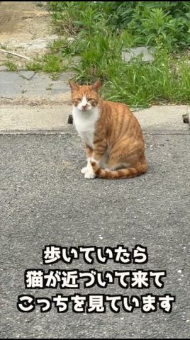 オスの野良猫か近寄って来た。よーく見ると・・・。＃保護猫＃野良猫 #猫 #cat #タロちゃん  #猫とネコ＃TNR＃懐いた野良猫 #ネコ＃嬉しいご報告＃キジ猫＃白キジ野良猫＃