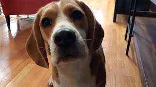 How good is a beagle's nose?