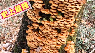 史上最高モンスター級ナメコと遭遇!40k超 史上最高モンスター級ナメコと遭遇!40k超