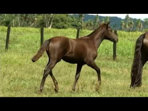 LOTE 23 - QUEIMADA DA LAGOA DOS GATEADOS - 3º Leilão Raça Crioula Genética Aditiva e Convidados