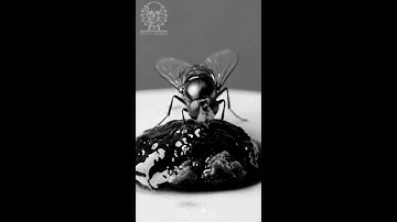 D3@th By Amusement - Ungrateful (Official Video)