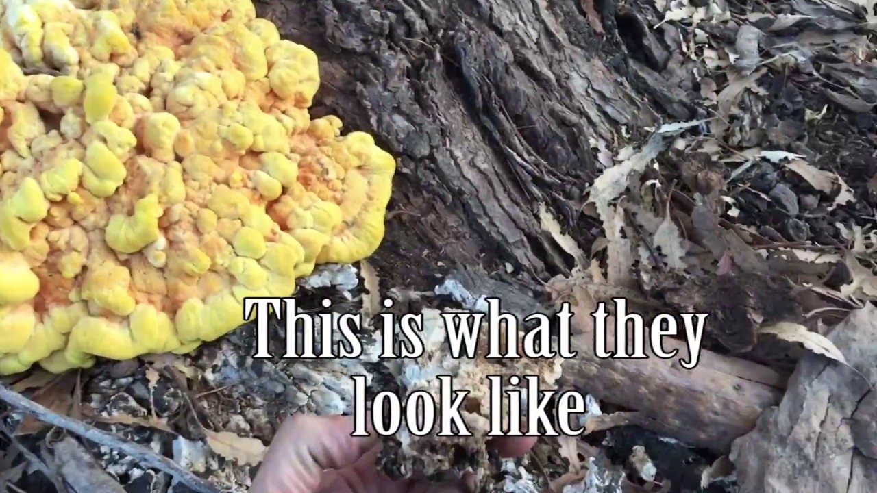 DEADLY FUNGUS for The Tree YouTube deadly-fungus-for-the-tree-youtube