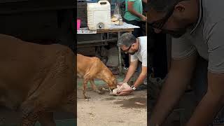 🐕take_care_of_them❤️🫡_#love_#viralvideo_#street__#humanity_#dogs#dogslover_#happiness_#sharethelove