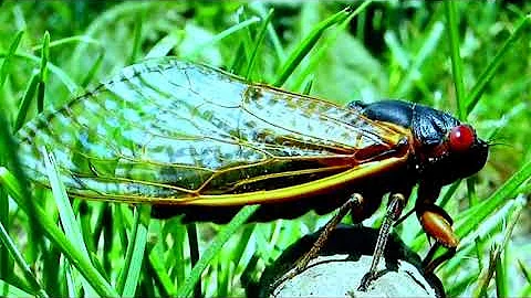 Cicadas are Coming - DayDayNews