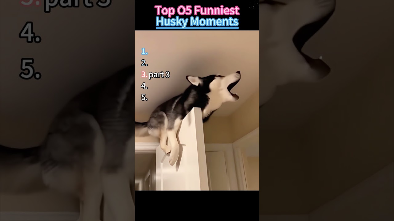 Funny husky Moments Compilation Pt. 1😂 #viral #shorts