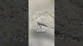 The Man Crushed A Poisonous Insect And Put It Into The Wardens Teacup.