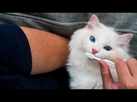 वीडियो: अपनी बिल्ली के दांतों को कैसे ब्रश करें