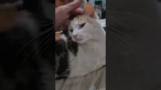 Kitty Meow Bass &amp; Melody #synthmusic #sampling #cat #looping #headphones #faithless  #epicsoundtrack