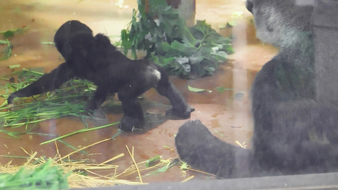 世界のゴリラさん First Time Ever! Baby Gorilla Santaro Roams Freely Indoors | Kyoto