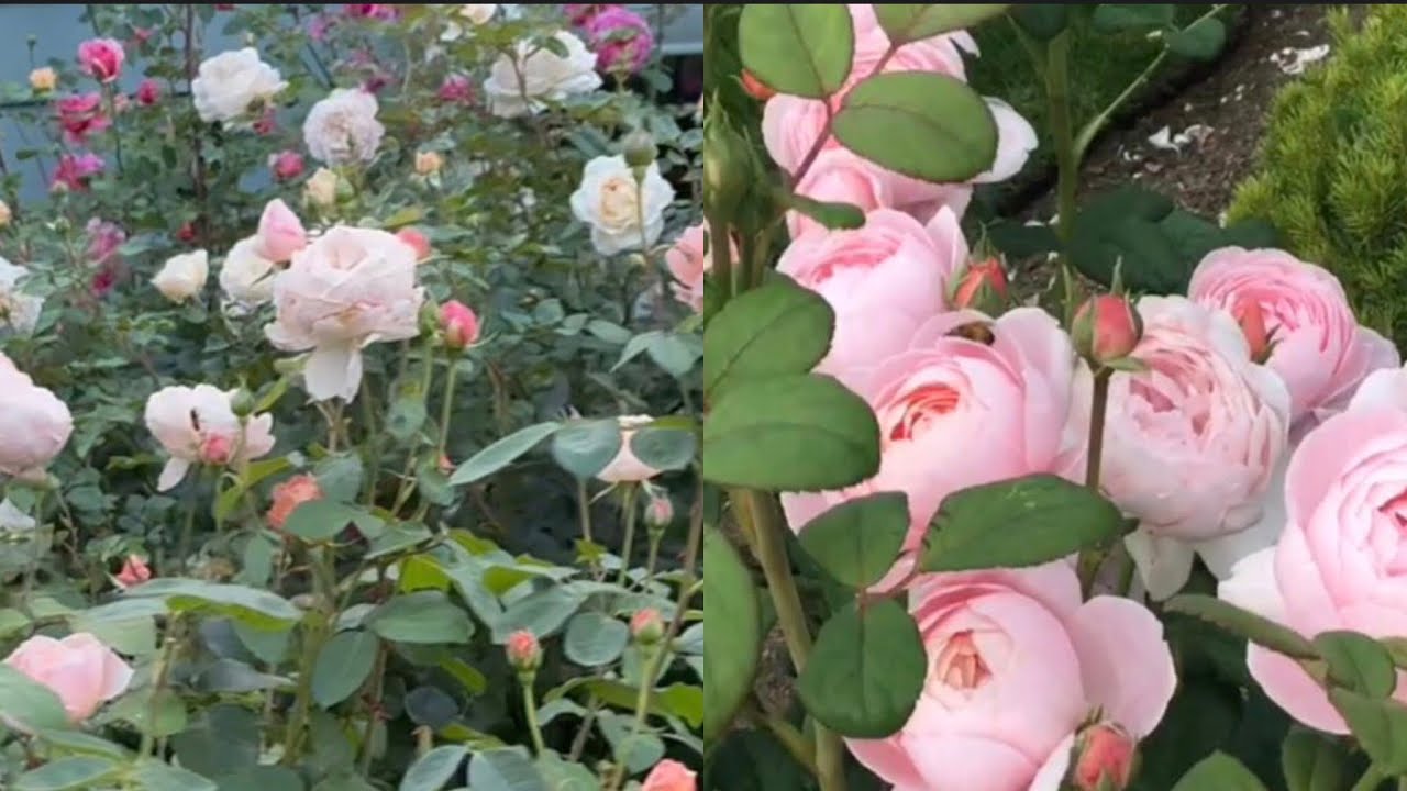 UPDATED: TOP 10 BEAUTIFUL ROBUST ENGLISH ROSES REVIEW | DAVID AUSTIN | BOSCOBEL | EARTH ANGEL