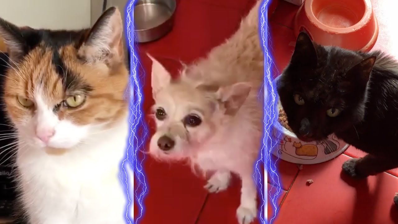 Furry Olympics: Breakfast Championship