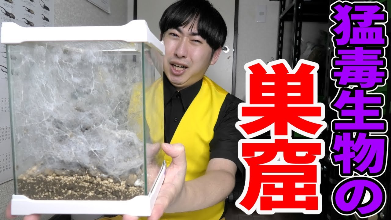 凶暴猛毒と噂されるタランチュラの引っ越しでパニックになりました